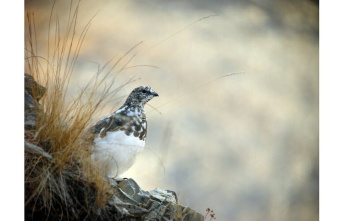 Hautes-Alpes. The State's attitude towards hunting black grouse and rock pitarmigan is condemned by environmentalists