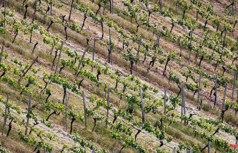 North Rhine-Westphalia: vines in the Ruhr area: new vineyard planned