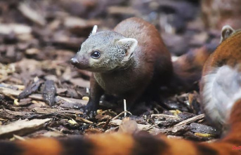 North Rhine-Westphalia: offspring of the ring-tailed mongooses in the Cologne Zoo