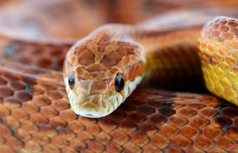 Electricity for heat lamps too expensive: Brits throw out snakes and lizards