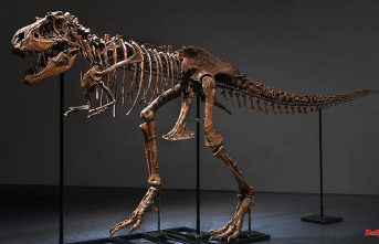 A relative of the Tyrannosaurus: Gorgosaurus skeleton makes millions