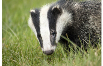 Unusual. The SNCF is cited for transporting a fake badger aboard the train.
