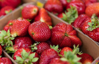 North Rhine-Westphalia: Cultivation area reduced: very low harvest of strawberries