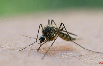 Bavaria: Bavaria wants to observe the spread of foreign mosquitoes