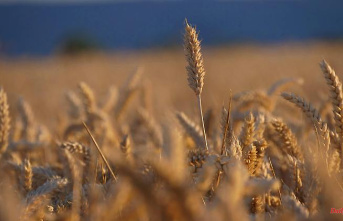 "Another important step": Lloyd's insures grain exports from Ukraine