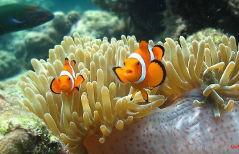 Sea anemone dictates size: Clownfish adjust their growth
