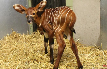 North Rhine-Westphalia: Striped fur and big ears: Rare antelope born