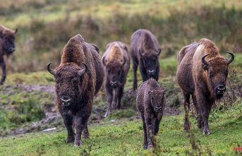North Rhine-Westphalia: legal dispute over bison: the supporting association withdraws an appeal