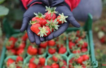 Mecklenburg-Western Pomerania: Despite turbulence: strawberry growers satisfied with the season