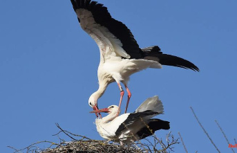 Bavaria: record for storks in Bavaria: more than 1000 pairs