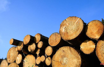 Mecklenburg-Western Pomerania: High energy prices drive demand for wood in the north-east