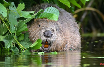 Baden-Württemberg: More space for beavers and new fields for farmers