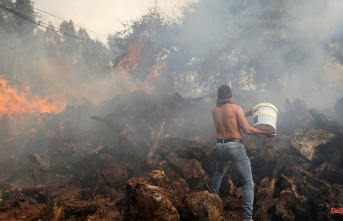 Forest fires and crop failures: the heat wave is having a devastating effect in Europe