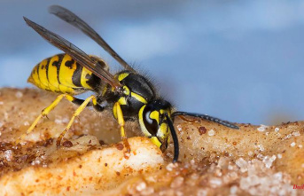 Profiteers of the hot summer: At the end of July, the great wasp plague threatens