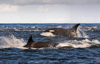 Off the coast of South Africa: orca couple hunts great white sharks