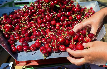 Saxony-Anhalt: Cherry farmers see a very good and especially sweet harvest