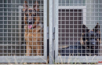 Mecklenburg-Western Pomerania: Corona ensures full animal shelters: dogs that are difficult to place