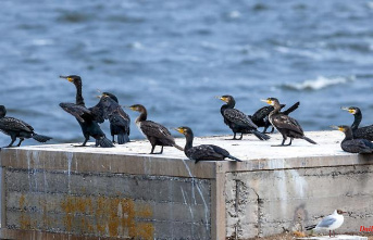 Mecklenburg-Western Pomerania: New approach to the cormorant from the association of inland fishermen