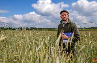 Saxony-Anhalt: The "Eternal Rye" project serves to feed the future