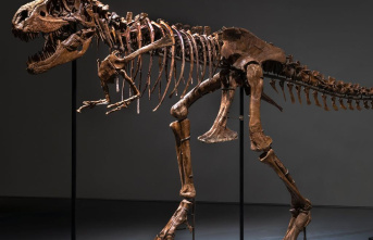 Gorgosaurus skeleton sells for $6.1 million at New York auction
