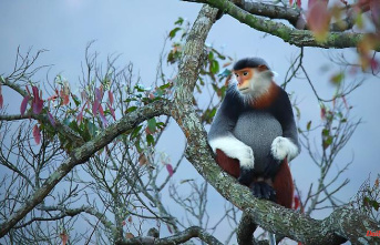"Santa Claus" in the jungle: do you know the "most beautiful monkey in the world"?