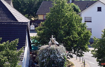 Baden-Württemberg: Stork experts: Population could shrink