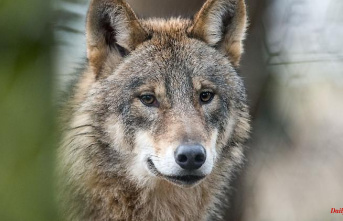 Hesse: New wolf detected in the district of Hersfeld-Rotenburg