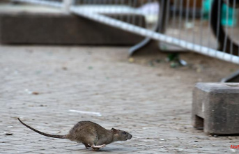 Hesse: Exterminator: Increased rat sightings