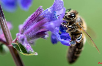 Bavaria: Harvest success for Bavaria's beekeepers