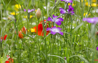 Just let it grow: weeds make the garden wilder and more useful