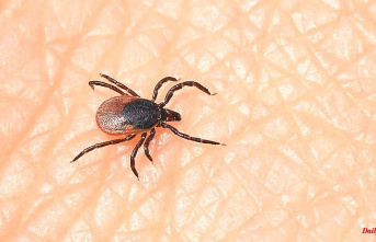 Baden-Württemberg: More TBE cases from ticks than in the same period last year