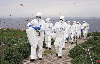 Thousands of animals have already died: bird flu is raging on Germany's coasts