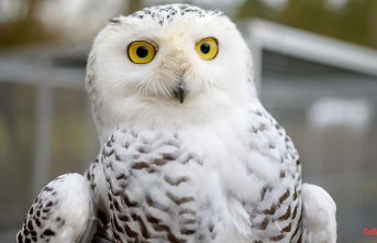 Saxony-Anhalt: West Nile Virus detected in snowy owls at Magdeburg Zoo
