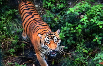 Growth is not only a source of joy: Nepal is tripling its tiger population