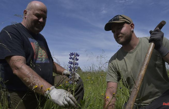 Hated and cherished plant: Lupine is not just a lupine