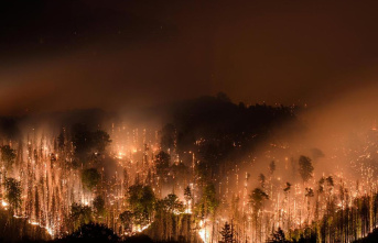 Why our forests are really burning