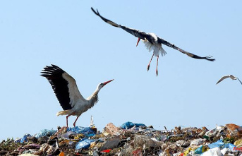 Final destination Spain: Garbage dumps offer storks a sumptuous buffet