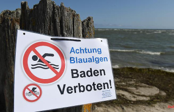 Models complement data: blue-green algae blooms occur on the open sea