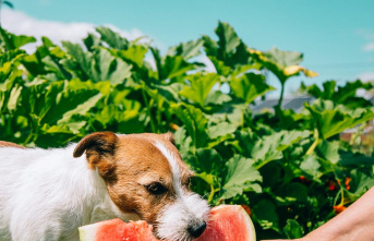 How living with humans changed dogs and their diet