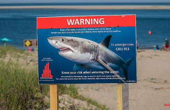 More "adverse encounters": Great white sharks are attracted to US east coast beaches