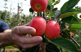 North Rhine-Westphalia: Apple harvest starts earlier than usual