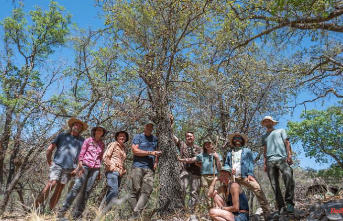 Oak tree believed to be extinct rediscovered in the national park in Texas
