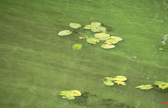 Saxony: So far there have been few blue-green algae at reservoirs in Saxony