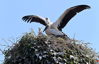 Saxony-Anhalt: Young storks fledge and prepare to travel