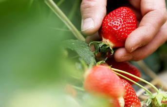 Bavaria: Bad strawberry harvest in Bavaria