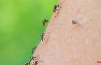 On the hunt for human blood: Mosquitoes break all the rules of smell