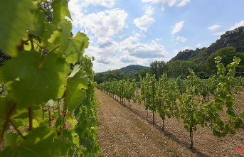 Matured on the island: Wine in the Rhine - a real rarity