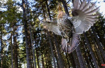 Baden-Württemberg: Capercaillie no longer protected in parts of the Black Forest
