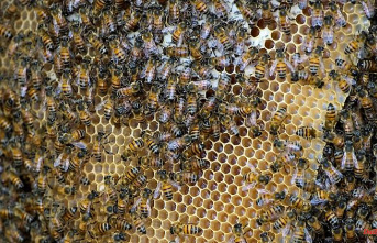 In an artificial coma: Man is stung 20,000 times by killer bees