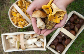 Saxony: After drought and heat: mushroom season is delayed